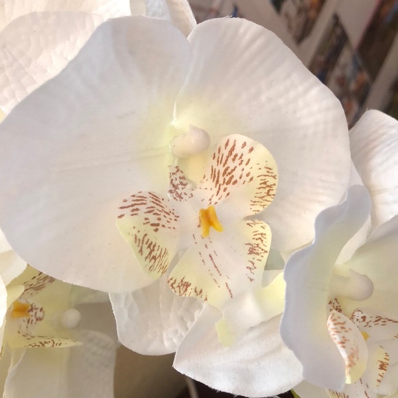 Meet your Posher, Alison - Picture 1 of 1